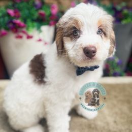 Joel - Merle male Bernedoodle puppy in Marion, Ohio from Doodles & Doxies