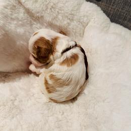 Brown Collar - Parti male Goldendoodle puppy in Miami, Florida from GoldStar Doodles USA