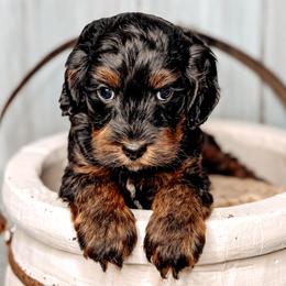 Mr. Darcy - Black male Australian Labradoodle puppy in Decatur, Alabama from Southern Meadows Doodles
