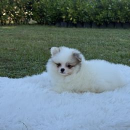 Alpha - Tri-colored male Pomeranian puppy in North Naples, Florida from Moon Ranch Puppies
