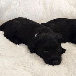 Female1 - Black female Scottish Terrier puppy in Conroe, Texas from Scotch McLaren Terriers