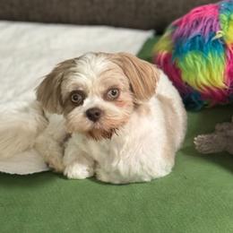 Lila - Shih Tzu