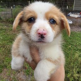 Girl 3 - Red merle and white female American Corgi puppy in Middleburg, Florida from Mulkeys Little Corgis