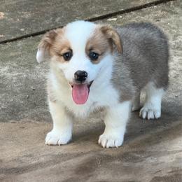 Boy 6 - White and red male Pembroke Welsh Corgi puppy in Ridgeland, South Carolina from FOF Lowcountry Corgis