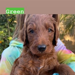 Goldendoodle Puppies from Violet’s Doodles