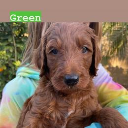 Goldendoodle Puppies from Violet’s Doodles