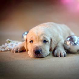 Orvis - Yellow male Labrador Retriever puppy in Isle, Minnesota from Dog Ear Outfitters