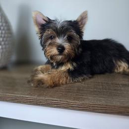 Sweetie pie - Blue and gold male Yorkshire Terrier puppy in Hialeah, Florida from Jolie glz