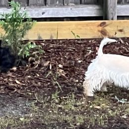Scottish Terriers from Quail Ridge Scotties