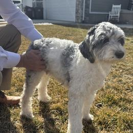 Penelope - Goldendoodle
