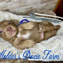 Rowan - Dapple male Dachshund puppy in Atwood, Oklahoma from Holder’s Doxie Farm