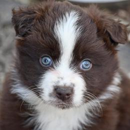 Kader - Red & white male Miniature Australian Shepherd puppy in Patterson, North Carolina from DreamLine Aussies