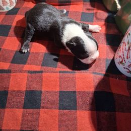 PerfectM - Black and white male Boston Terrier puppy in Gaffney, South Carolina from Battlefield Kennels