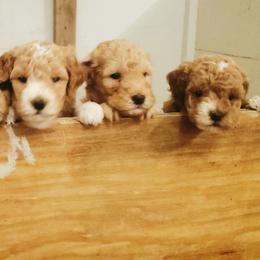 Goldendoodles from Glitzy Goldendoodles