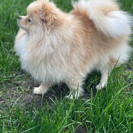BELLE - Pomeranian