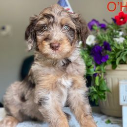 Aussiedoodle and Bernedoodle Puppies from Rowe Farms Aussiedoodles