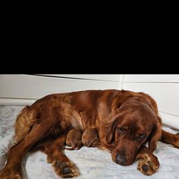 Golden Retriever Puppies from Kingsbourgh Retrievers