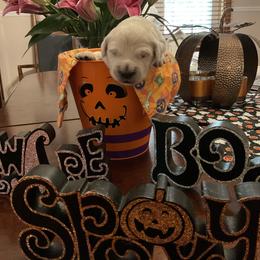 Golden Retriever Puppies from Tupelo Honey Farm's Golden Retrievers