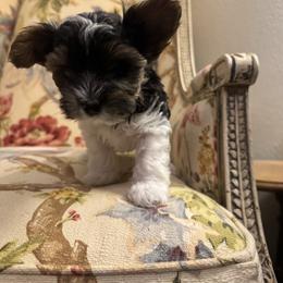 Navy Bean - Black tan and white male Biewer Terrier puppy in Lynchburg, Virginia from Kilmaren Cavaliers and Born in the USA Biewer Terriers