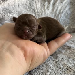 Molly - Chocolate female Shih Tzu puppy in Las Vegas, Nevada from Vegas Shih Tzus