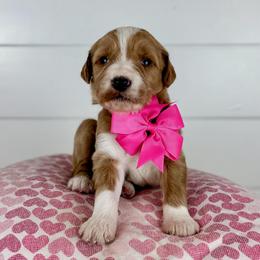 Cherry - Hot Pink Collar - Apricot female Goldendoodle puppy in The Woodlands, Texas from Golden Fields Doodles