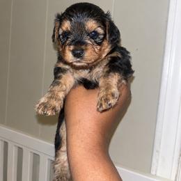 Spanky 1700 - Black and tan male Yorkipoo puppy in Gastonia, North Carolina from Banks Dynasty Kennel