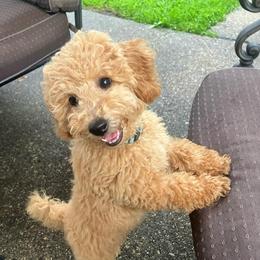 Lady Ariella - Apricot female Poodle puppy in Buffalo, New York from Babbling Clear Brook Puppies