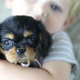 Cavalier King Charles Spaniel Puppies from Applewood Cavaliers