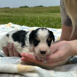 Banjo - Tri-color male Bernedoodle puppy in Moulton, Iowa from Shondel Puppy Paws