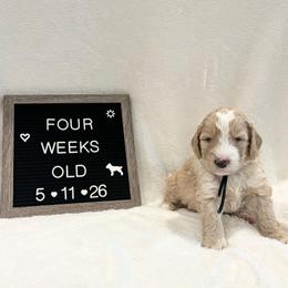 Gill - Yellow and white male Bernedoodle puppy in Sparrows Point, Maryland from Rosie’s Puppies