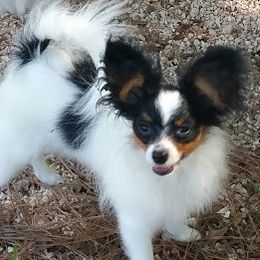 Papillon Puppies from Clearlake Papillons