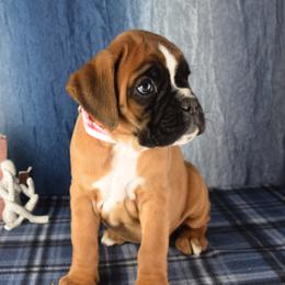Pink reserved - Fawn female Boxer puppy in Clinton, Iowa from Cadogans Boxers