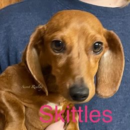 Skittles - Dachshund