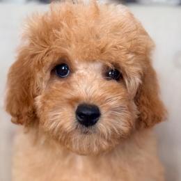 Sawyer (Gray Collar) - Red male Cavapoo puppy in Preston, Idaho from Rocking JH Pup Co