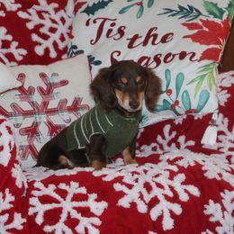 Choco - Dachshund