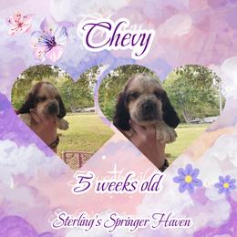Tasha - Tri-Roan female English Springer Spaniel puppy in Westover, Maryland from Sterling's springer Haven