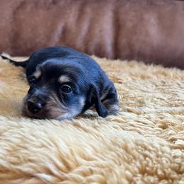 Dachshund Puppies from Wet Mountain Weenie Dogs