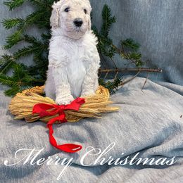 Thor - Poodle puppy in Louisville, Kentucky from Borealis Poodles