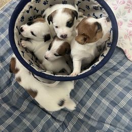 Border Terrier and Jack Russell Terrier Puppies from Cedar Run Kennels