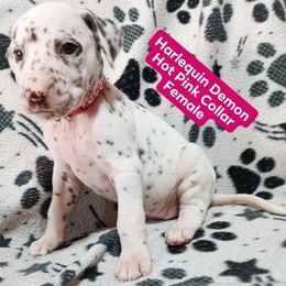 Harlequin Demon (Hot Pink Collar) LUA - White and liver brown female Dalmatian puppy in Raymondville, Missouri from Wagner's Dalmatian's