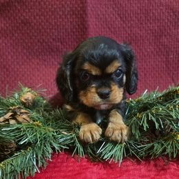 Milton - Black and tan male Cavalier King Charles Spaniel puppy in Pennsylvania from Julie's Cavalier King Charles Spaniels