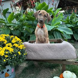 "Orange liver nose female performance/pet " Rhodesian Ridgeback Puppies from Fisher’s Rhodies