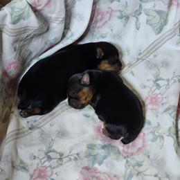 Pomeranian and Yorkshire Terrier Puppies from Pam Ackley