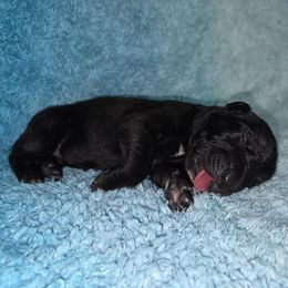 Ridoc - Black male Cane Corso puppy in Mason City, Illinois from Red Wood Cane Corso