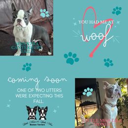 Boston Terrier puppies from Little Mister and Little Miss Boston Terriers