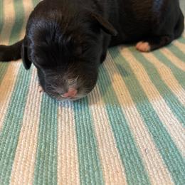Poinsettia - Black and white female Aussiedoodle puppy in Elk, Washington from James Ruby Farms
