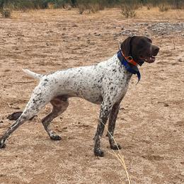 Booker - German Shorthaired Pointer