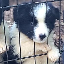 Troy - Black male Border Collie puppy in Watkinsville, Georgia from Solaras Border Collies