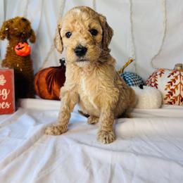 Cider - Cream male Goldendoodle puppy in Cedartown, Georgia from Loyal Doodles
