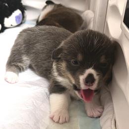 6 - Blue female Pembroke Welsh Corgi puppy in Sparta, New Jersey from CrestCottage Corgis